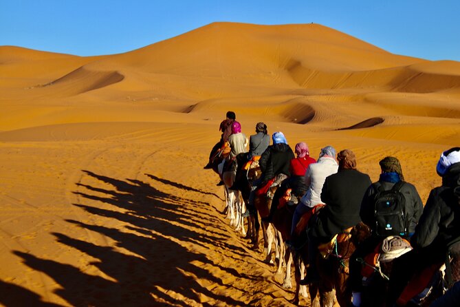 Varios viajes en camellos en el desierto